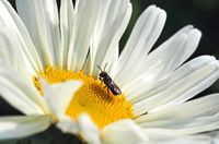one-of-the-smallest-wild-bees-1374618_640