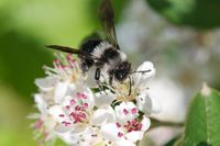 spring-furry-bee-on-aroniablute-1269780_640