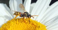 wasp-bee-1346659_640